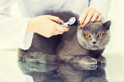 イントロダクション